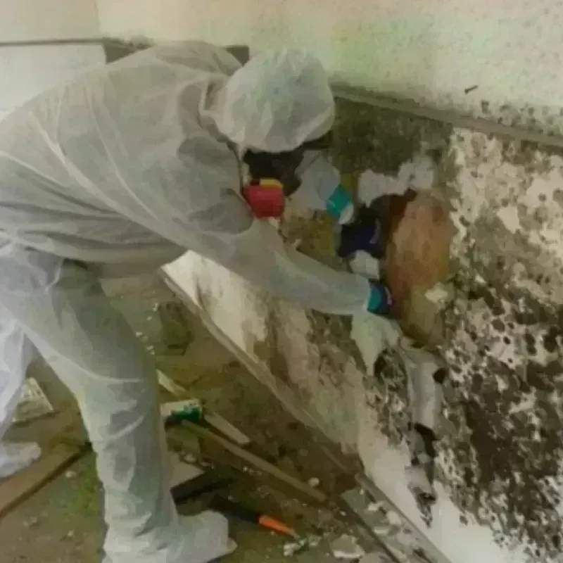 Mold Remediation and Removal in River Oaks, TX